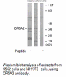 Product image for OR5A2 Antibody