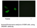 Product image for OR5AR1 Antibody