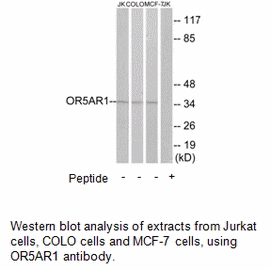 Product image for OR5AR1 Antibody