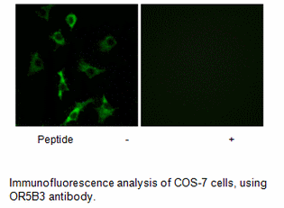 Product image for OR5B3 Antibody