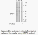Product image for OR5F1 Antibody