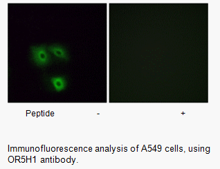 Product image for OR5H1 Antibody