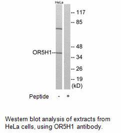 Product image for OR5H1 Antibody