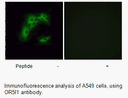 Product image for OR5I1 Antibody