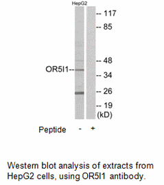 Product image for OR5I1 Antibody