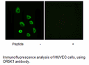 Product image for OR5K1 Antibody