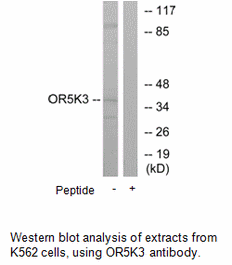 Product image for OR5K3 Antibody