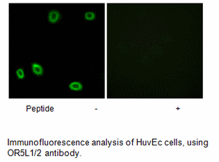 Product image for OR5L1/2 Antibody