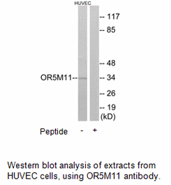 Product image for OR5M11 Antibody