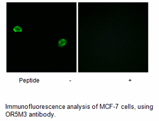 Product image for OR5M3 Antibody