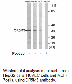 Product image for OR5M3 Antibody