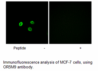 Product image for OR5M9 Antibody
