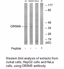 Product image for OR5M9 Antibody