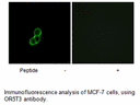 Product image for OR5T3 Antibody