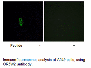 Product image for OR5W2 Antibody