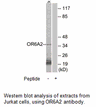Product image for OR6A2 Antibody