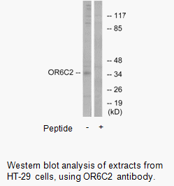 Product image for OR6C2 Antibody
