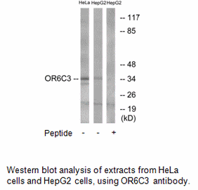 Product image for OR6C3 Antibody
