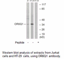 Product image for OR6Q1 Antibody
