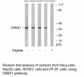 Product image for OR6S1 Antibody