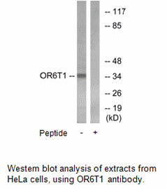 Product image for OR6T1 Antibody