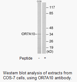 Product image for OR7A10 Antibody