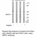 Product image for OR7C1 Antibody