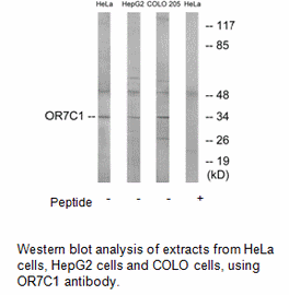 Product image for OR7C1 Antibody