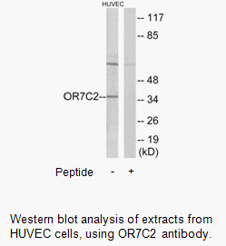 Product image for OR7C2 Antibody