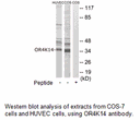 Product image for OR4K14 Antibody