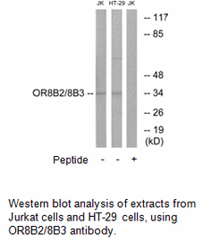 Product image for OR8B2/8B3 Antibody