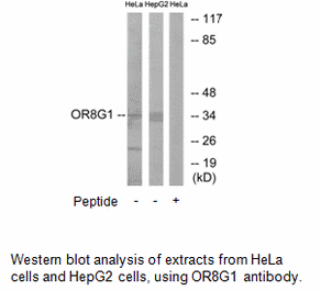 Product image for OR8G1 Antibody