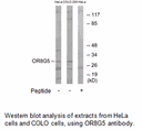 Product image for OR8G5 Antibody