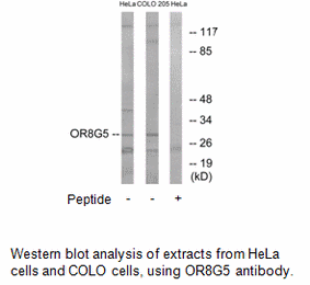 Product image for OR8G5 Antibody