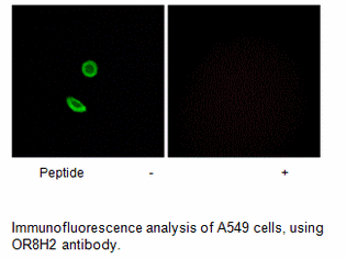 Product image for OR8H2 Antibody