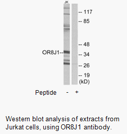 Product image for OR8J1 Antibody