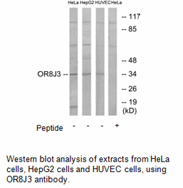 Product image for OR8J3 Antibody