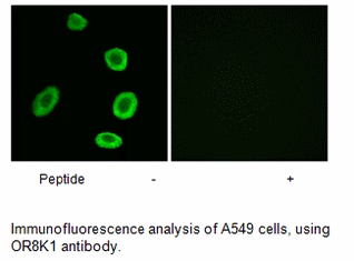 Product image for OR8K1 Antibody