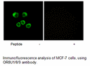 Product image for OR8U1/8/9 Antibody