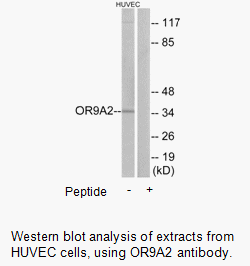 Product image for OR9A2 Antibody