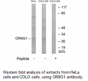 Product image for OR9G1 Antibody