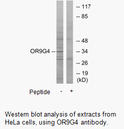 Product image for OR9G4 Antibody