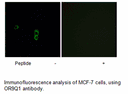 Product image for OR9Q1 Antibody