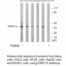 Product image for P2RY13 Antibody
