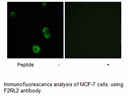 Product image for F2RL2 Antibody