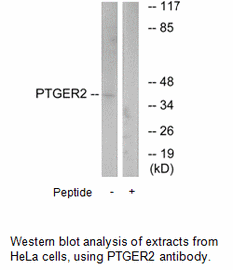 Product image for PTGER2 Antibody