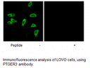 Product image for PTGER3 Antibody