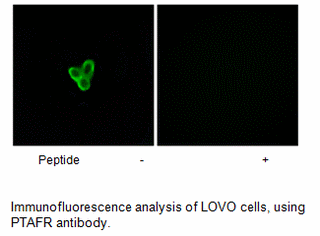 Product image for PTAFR Antibody