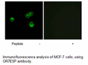 Product image for OR7E5P Antibody