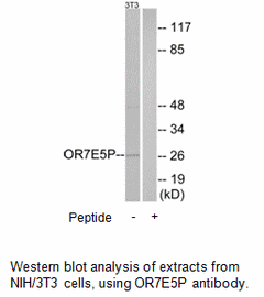 Product image for OR7E5P Antibody